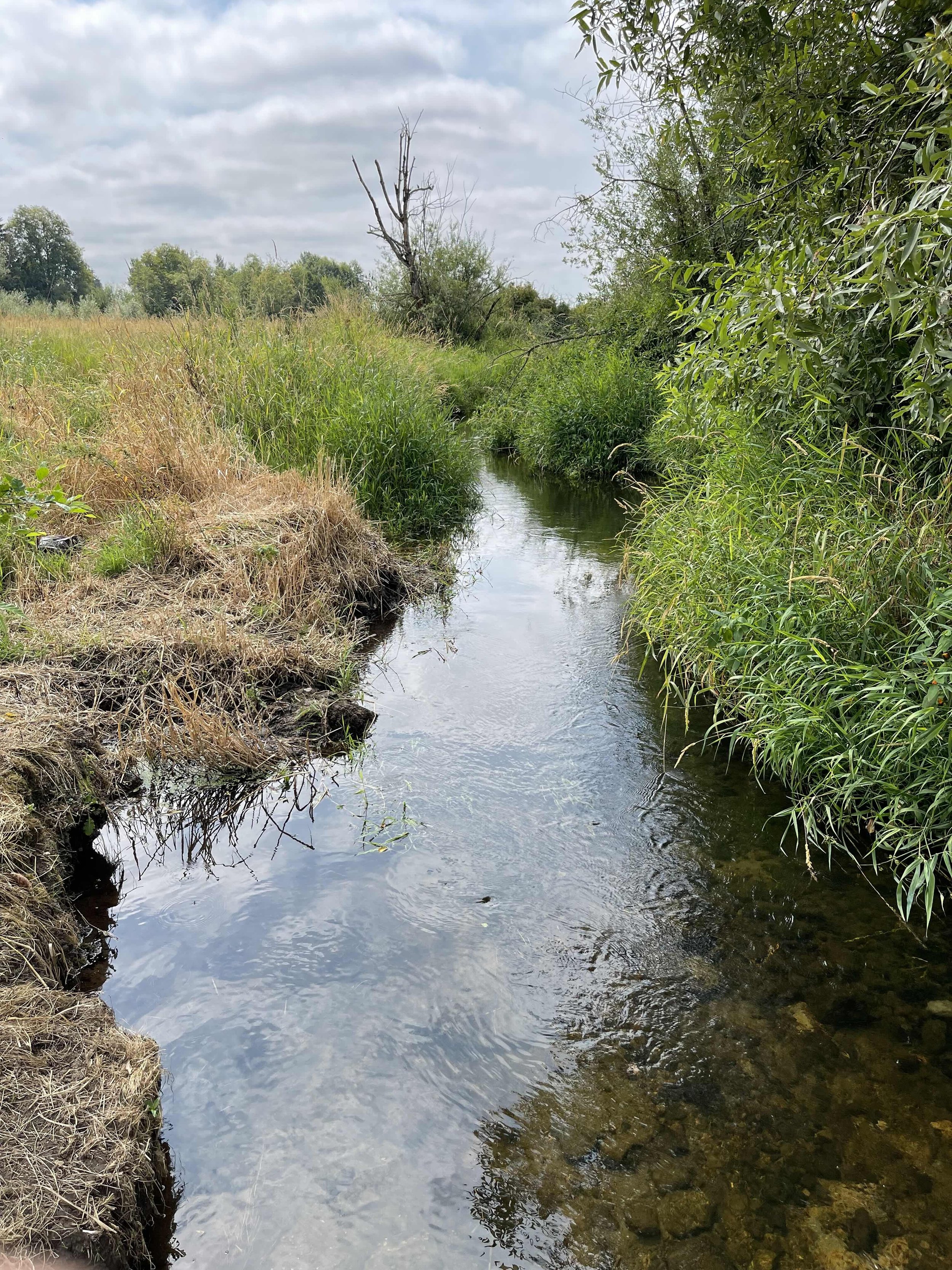 A wide, slow stretch of the stream through Ayeko Farm.