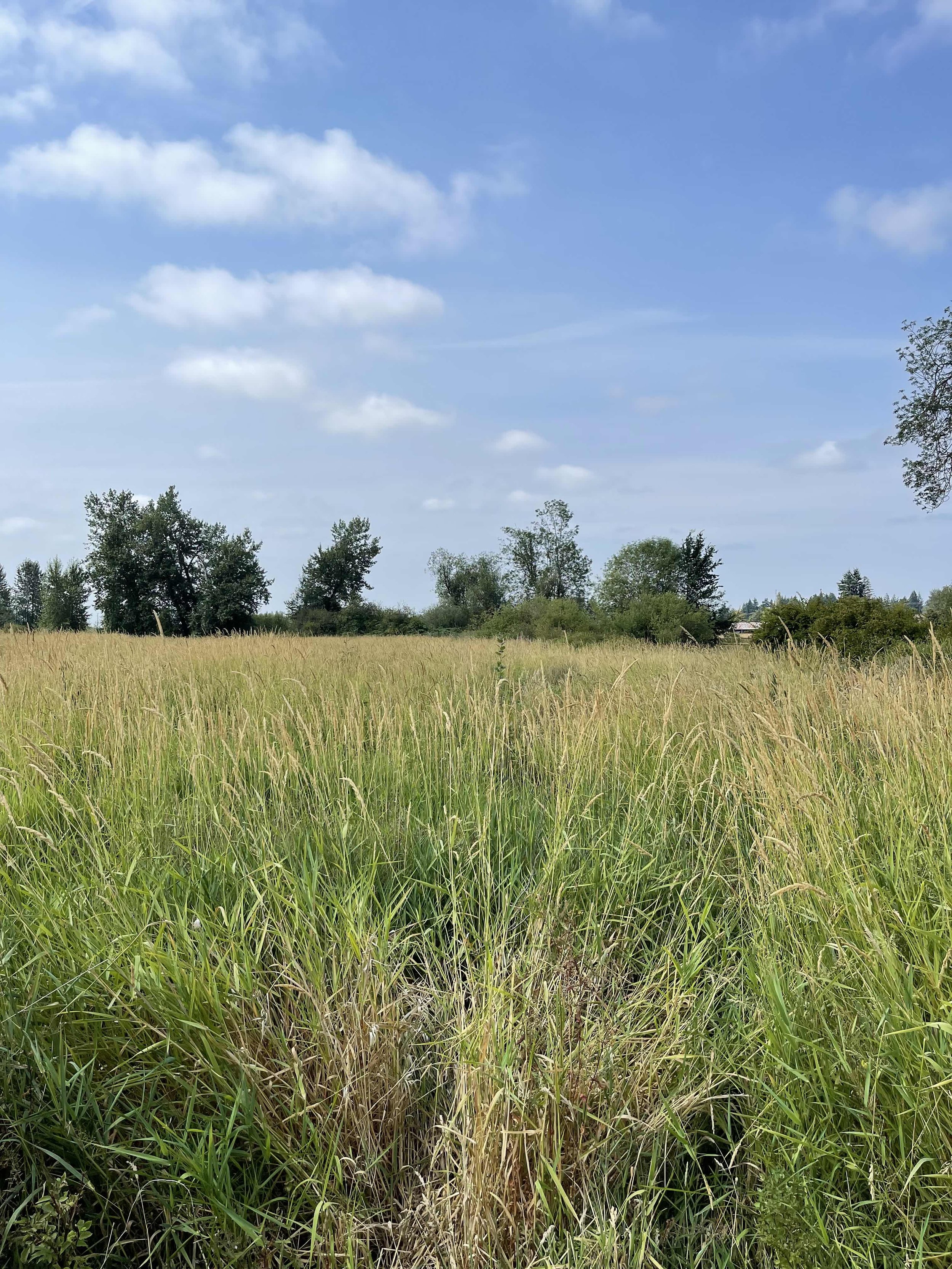 Tall grass and trees with a cloudy blue sky